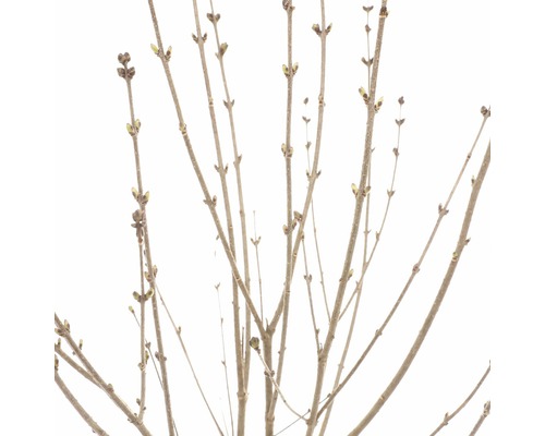 Närbild av buskgrenar utan blad