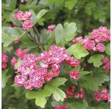 Blommande prydnadsbuske med rosa blommor och gröna blad.