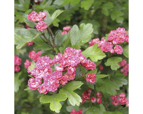 Rundhagtorn FLORASELF Crataegus laevigata 'Paul's Scarlet' 125-150cm Co 18L Blommande prydnadsbuske med rosa blommor och gröna blad.