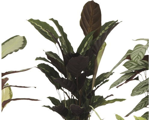 Olika Maranta krukväxter