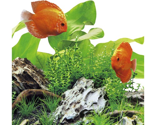 Akvarium med diskusfiskar, vattenväxter och stenar