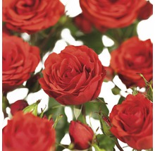 Närbild av röda rosenblommor
