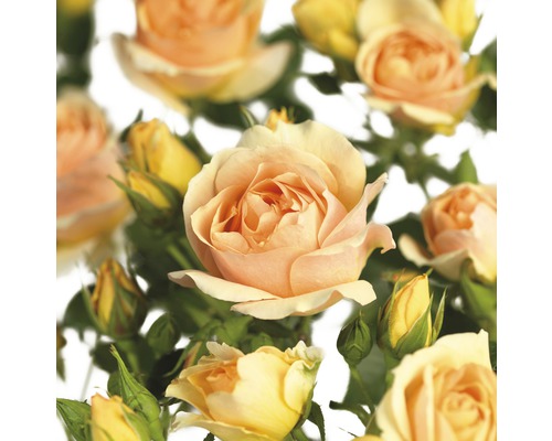 Närbild av rosenblommor och rosenknoppar