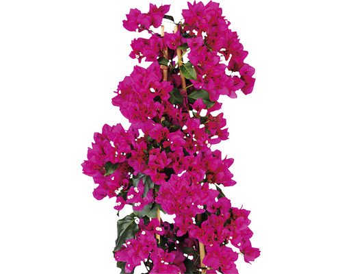 Bougainvillea på en spaljé