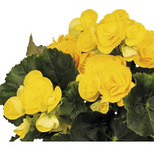 Begonia med gula blommor och gröna blad