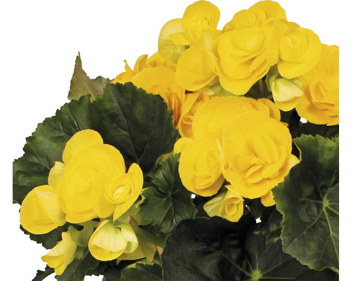 Begonia med gula blommor och gröna blad