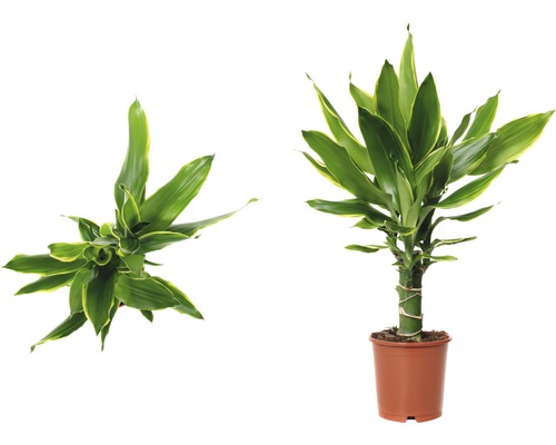 Dracena växt i kruka, krukväxt