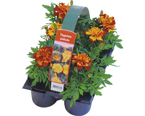 Tagetes patula i transportförpackning