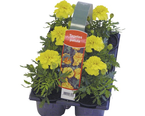 Tagetes Patula plantor i en odlingsbricka