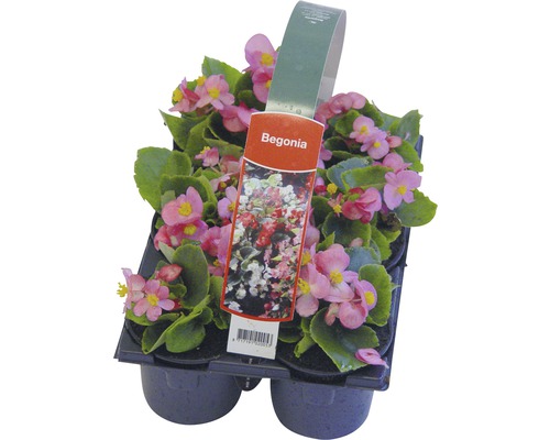 Begoniaset i en odlingsplatta