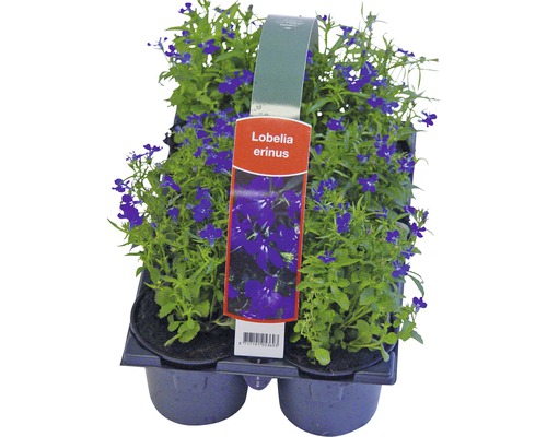 Lobelia erinus plantor i en plastförpackning