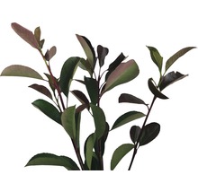 Aroniaplant med blad
