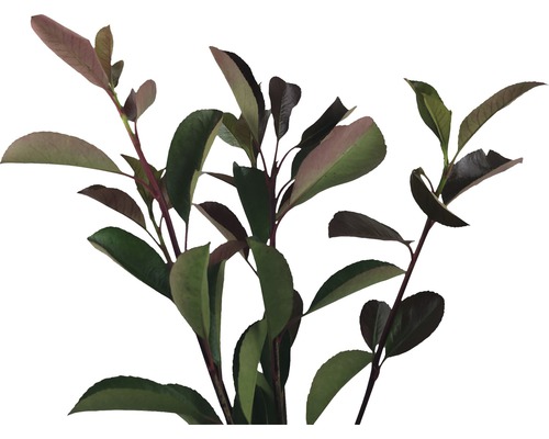 Aroniaplant med blad