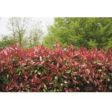 Photinia Fraseri häck i trädgården