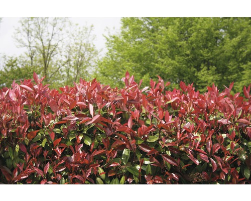 Photinia Fraseri häck i trädgården