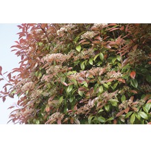 Glänsande Glansmispel med blommor