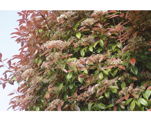Glänsande Glansmispel med blommor