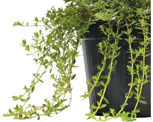 Timjanplanta i kruka