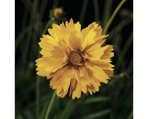 Blomma av en Coreopsis-planta