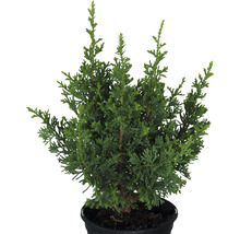 Cypress i kruka