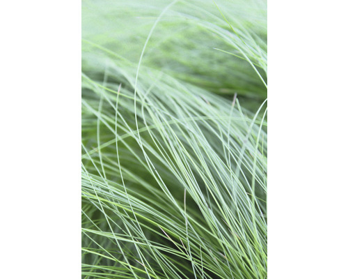 Fjädergräs FLORASELF Stipa tenuifolia Ponytails 5-15cm Co 0,5L