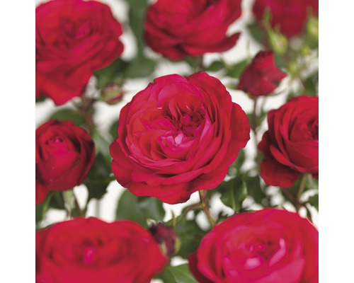 Uppstammad ros FLORASELF Rosa 'Red Meilove' stamhöjd 60cm Co 5L