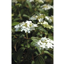 Blomställningar av en Viburnum tinus-växt