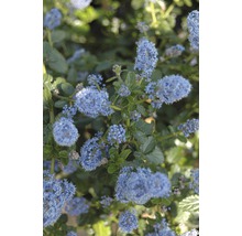 Blommande säckelblomma i detalj