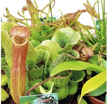 Köttätande växter FLORASELF Dionaea, Nepenthes, Pingucula, Sarracenia, Drosera 8-10cm Ø8,5cm sorterad-thumb-1