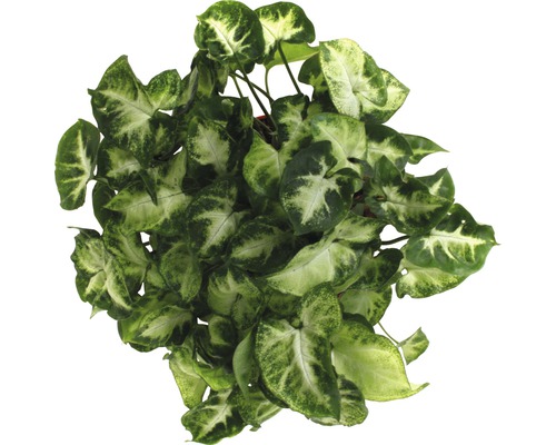 Pilblad krukväxt med gröna och ljusa blad