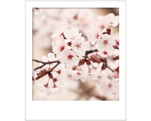 Närbild av körsbärsblommor i en vit ram