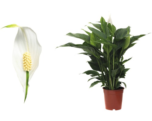 Fredskalla i kruka och blomma i detalj