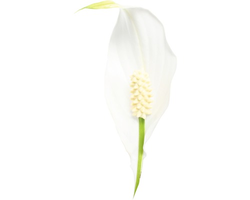 Blomma Fredskalla