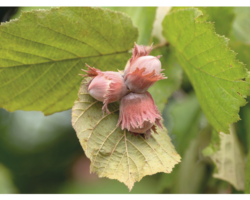 Hasselnöt FLORASELF Bio Corylus fructo maxima 'Wunder von Bollweiler' 80-100cm Co 5L