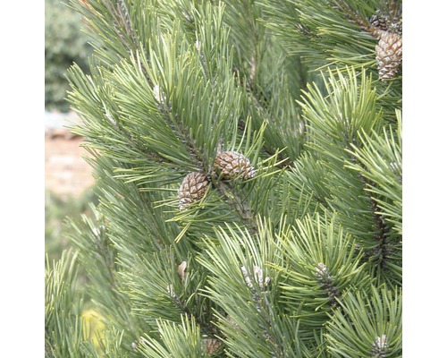 Bergtall BOTANICO Pinus mugo 'Gnom' 50-60cm Co 10L