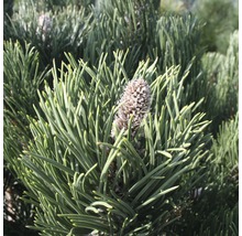 Närbild av en alpintall med kottar och barr