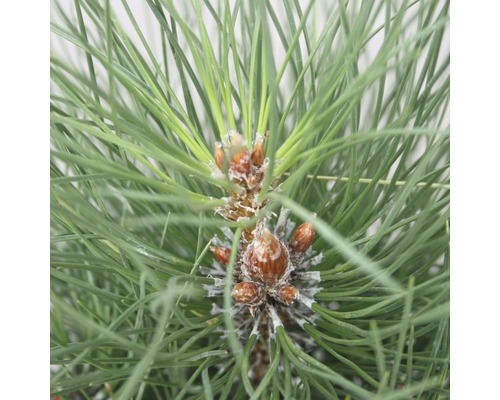 Pelarsvarttall BOTANICO Pinus nigra 'Green Tower' 50-60cm Co 6L