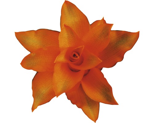 Orange Tillandsia i detalj