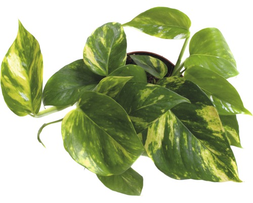 Guld pothos i en kruka