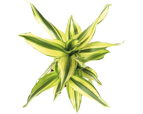 Översta vyn av en krukväxt Dracaena fragrans