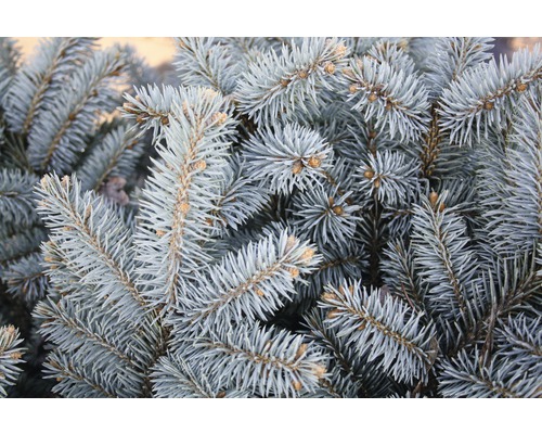 Närbild av grenar på en blågran.