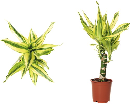Två vyer av en Dracaena fragrans i kruka.