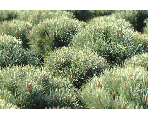 Närbild av dvärgtallar i en trädgårdsbädd.