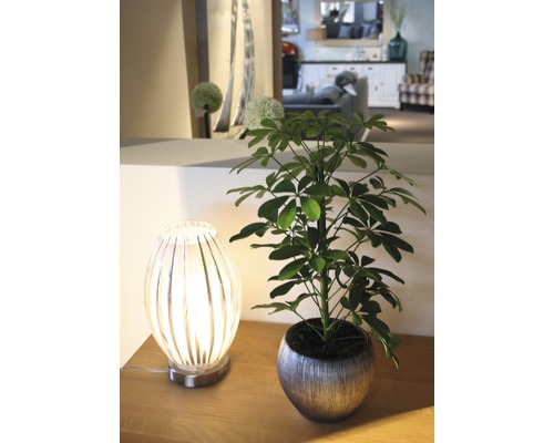 Dekorativt arrangemang med krukväxt och bordslampa