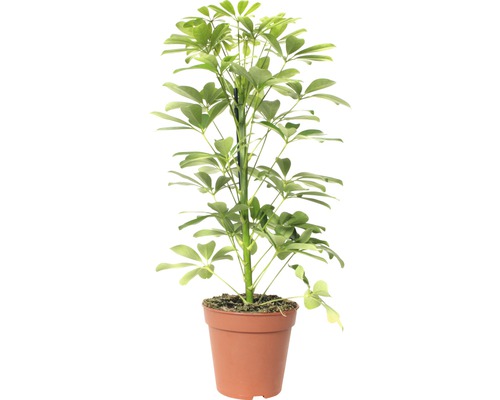 Paraplyaralia FLORASELF Schefflera arboricola Nora 45-55cm krukstorlek Ø13cm Inomhusväxt paraplyaralia i kruka