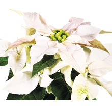 Minijulstjärna FLORASELF Euphorbia pulcherrima Princettia 12-15cm Ø6cm vit