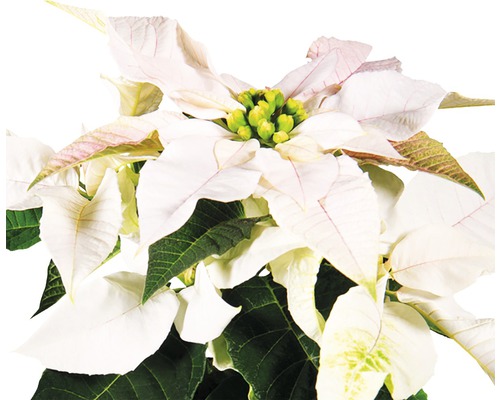 Julstjärna med vita blad