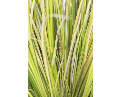 Blad och blomställning av en trädgårdsväxt