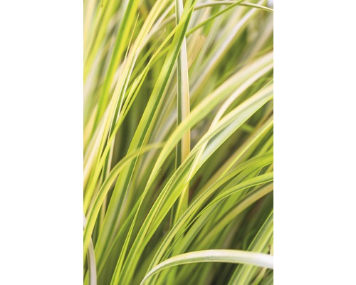 Närbild av prydnadsgräs med randiga blad för trädgården