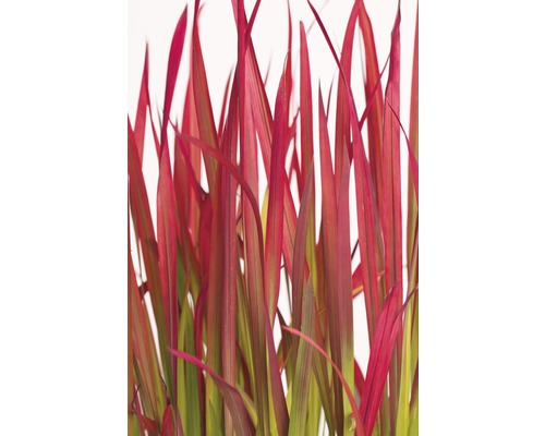 Närbild av prydnadsgräs med röda blad